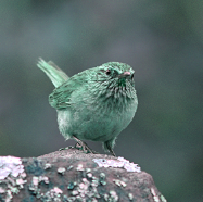 Streak-throated Canastero